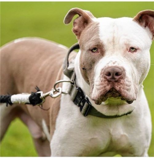 Ein Hund wurde in Rosenheim in einem geparkten, überhitzten Auto zurückgelassen – die Staatsanwaltschaft ordnet den Fall ein und erklärt, wie oft Hundehalter in vergleichbaren Fällen tatsächlich bestraft werden. Fotos dpa