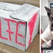 Unbekannter setzt Katzenbabys aus