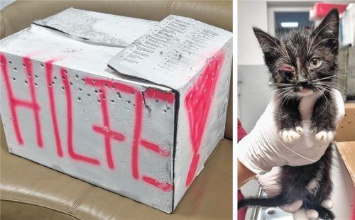 In einem Waldstück zwischen Lohholz und Harthausen haben Spaziergänger einen Karton mit acht kleinen Katzen gefunden. Foto Tierheim Rosenheim
