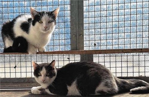 Mit wachem Blick, stets zum Spielen und noch lieber Schmusen bereit: Abby und Murphy. Foto re