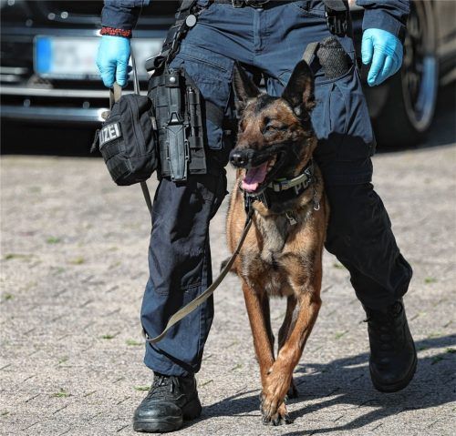 Nach welchem Zeitraum kann ein Spürhund immer noch Spuren einer Person erschnüffeln? Diese Frage spielte jetzt im Prozess um den mutmaßlichen Mord an Alexandra R. aus Nürnberg, die bei Irschenberg getötet worden sein könnte, eine wichtige Rolle. Foto dpa/Friso Gentsch, Polizeipräsidium Mittelfranken