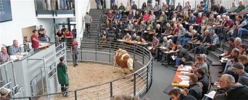 Nach wie vor großes Interesse ruft die neue Chiemgauhalle hervor, sodass sogar im Frühsommer vor gut gefüllten Rängen versteigert werden konnte.Foto re