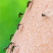 Erste Welle der Überschwemmungsmücken ist überstanden