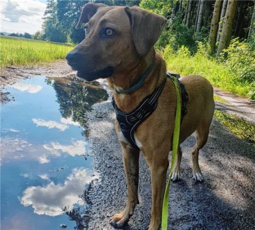 Penny unterwegs: Das Viszla-Weibchen liebt die Natur.Foto re