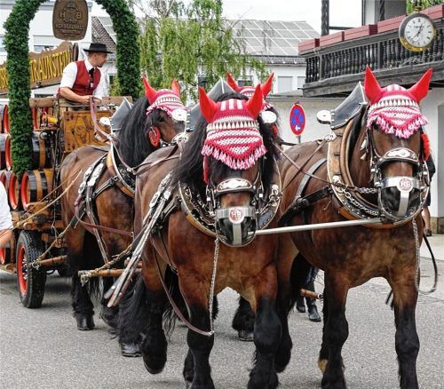 Prächtige Rösser ziehen beim Volksfestauszug ein Riesenfass zum Volksfestplatz.