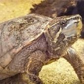 Artgerechtes Aquarium für Samy