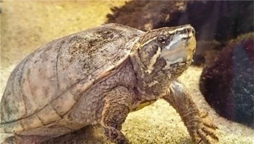 Samy ist eher selten an Land zu finden. Foto Re