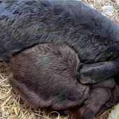 Kaninchenpaarsucht neues Zuhause