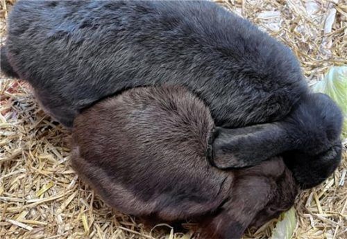 Silver und Hazel sind unzertrennlich. Foto re