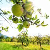 Sommer, Sonne, Streuobst