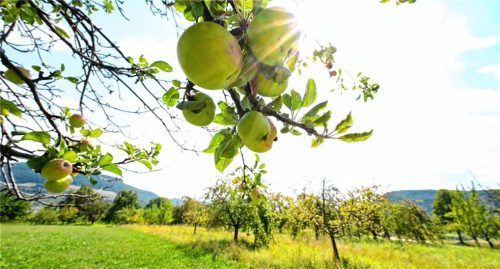 Streuobstwiesen sind ein wichtiger Lebensraum für Tiere und Pflanzen.Foto dpa