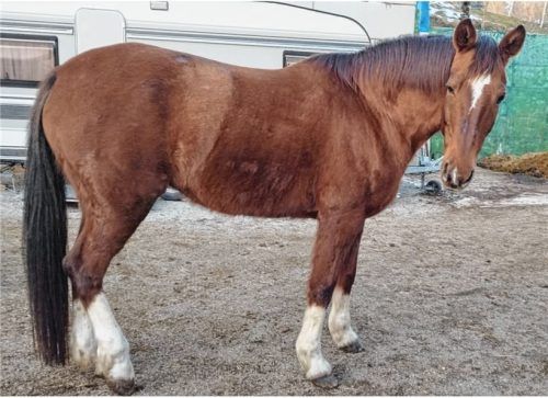 Traurige Gewissheit nach einer Woche Suche: Die 19-jährige Bayern-Warmblut Fuchsstute Piarella ist tot. Foto Privat