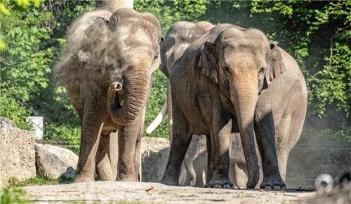 Über 500 Tierarten sind im Tierpark Hellabrunn zu bestaunen – darunter asiatische ElefantenFoto Maria Fencik