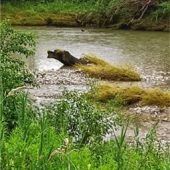 „Nessie“ in der Mangfall unterwegs
