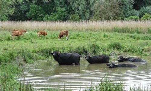 Wasserbüffel sind die Attraktion auf dem jährlich stattfindenden Wasserbüffelfest. Foto BN