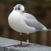 Wildvögel-Sterben: Erster Verdacht