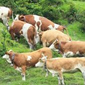 „Austreiben im Winter ist unmöglich“