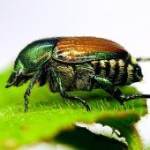 Experten warnen vor Japankäfer