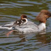 „Massenabschuss“ stoppen