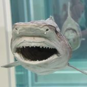 Damien Hirst: Schau verlängert