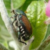 Erster Japankäfer in Bayern