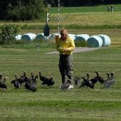 Waldrappe machen Station in Paterzell