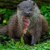 Streit um Fischotter tobt