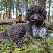 Hund Leo findet seltenen Trüffel