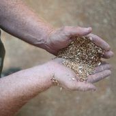 Schlechte Getreideernte