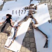 Bayerische Forscher entdeckten unbekannten Raubsaurier