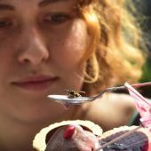 Wespen-Alarm in Bayern