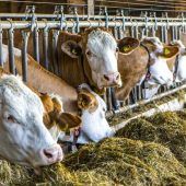 Konsum sinkt: Bauern kämpfen für ihr Fleisch