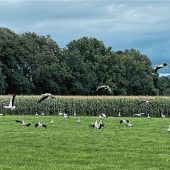 Gute Chancen für Baby-Boom in der Region: Dutzende Störche besuchen Aising
