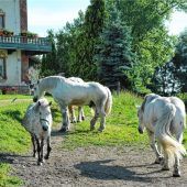 Französische Kaltblüter bereit für den Einzug der Festwagen