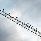 Hoch, höher, am höchsten – „Tonleiter“ der Störche