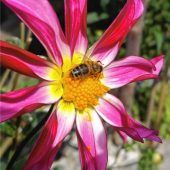 Ein Paradies für Singvögel und Insekten