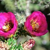 Warum sich Kakteen mitten in der Stadt wohlfühlen