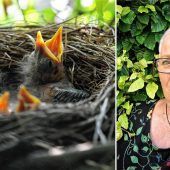 Obacht beim Heckenschneiden