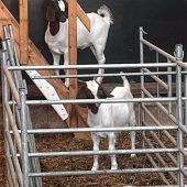 „Petra“ und „Poppi“ seit Tagen spurlos verschwunden