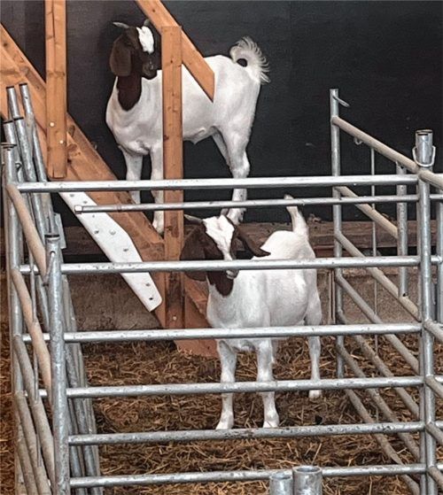 Die beiden Burenziegen Petra (hinten) und Poppi werden seit Montag vermisst. Foto privat