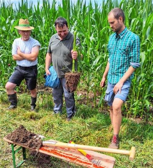 Die Wurzelentwicklung einer Maispflanze begutachten Philipp Maier von Ecozept (von rechts) sowie die Landwirte Christof Schlaipfer und Franz Grießl. Je tiefer die Pflanzen wurzeln, desto weniger Boden und damit Dünger wird bei Regen ausgespült. Foto Ecozept