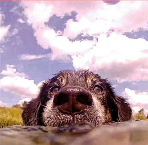 Ein Bad im Wasser: Für manche Hunde ist das Schwimmen im kühlen Nass das Größte. Foto Re