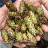 Douglasien-Zapfen ein „kleiner Schatz“