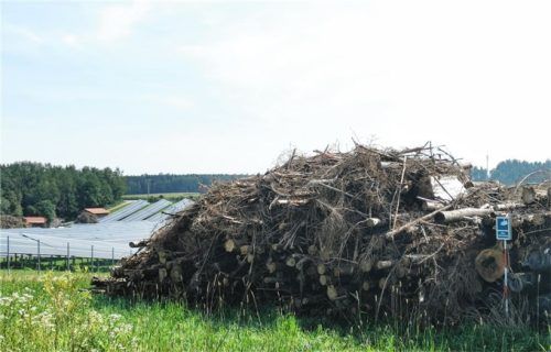Ein meterhoher Baumwall soll die vom Nachbarn beklagte Blendung verhindern. Foto Katrin Langenwalter