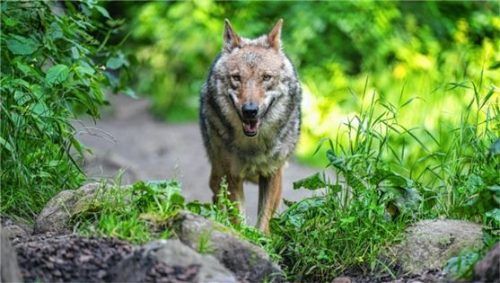 Ein Wolf unterwegs im Wald: Wie groß ist die Gefahr? Foto dpa