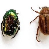 Weitere Japankäfer in Fallen gefunden