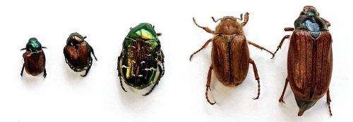 Einheimische Blatthornkäfer und der Japankäfer: (von links) Gartenlaubkäfer, Japankäfer, Goldglänzender Rosenkäfer, Junikäfer und Feldmaikäfer.Foto LfL