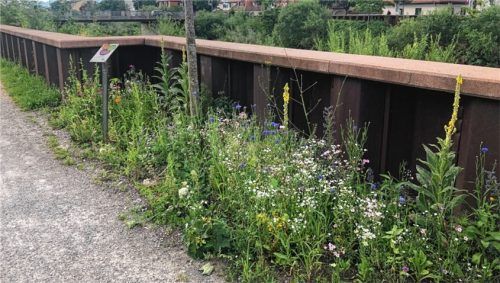 Entlang der Hochwasserspundwand entstehen blühende Attraktionen. Foto RE