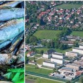 Fauler Fisch für Gefangene?