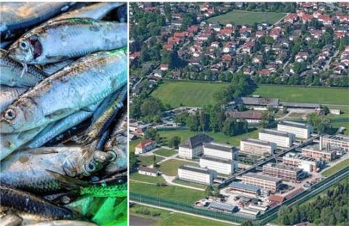 Fauler Fisch in der JVA Bernau? Anonymen Informationen zufolge soll abgelaufener Ostseehering im Glas an die Insassen ausgegeben worden sein. So viel ist klar: Das aufgedruckte MHD war weit überschritten. Foto Symbolbild dpa/ Berger